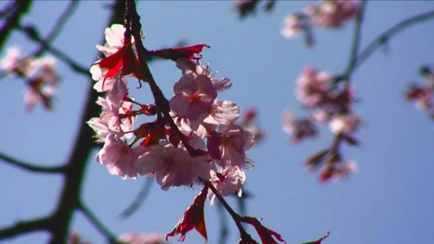 Cherry blossom springtime looking skyward dreamy sky 스톡 동영상 169189492