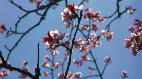 Cherry blossom springtime looking skyward dreamy sky 스톡 동영상 169189525
