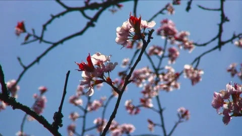 Cherry blossom springtime looking skyward dreamy sky 스톡 동영상 169190396