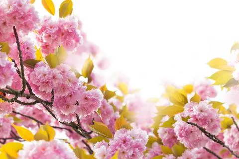 Cherry Blossom in Springtime Stock Photos