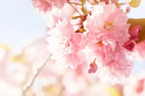 Cherry Blossom in Springtime Stock Photos