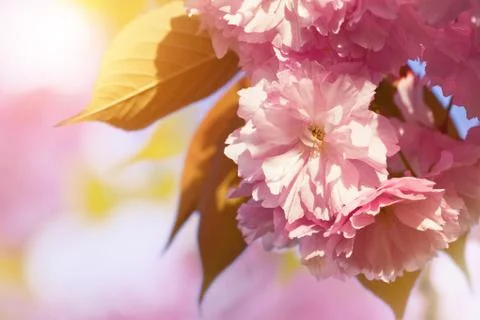 Cherry Blossom in Springtime Stock Photos