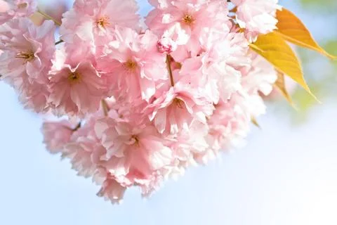 Cherry Blossom in Springtime Stock Photos