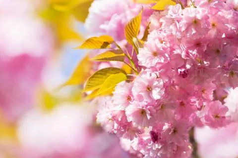 Cherry Blossom in Springtime Stock Photos