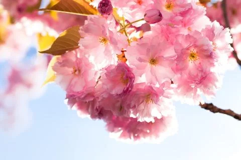 Cherry Blossom in Springtime Stock Photos