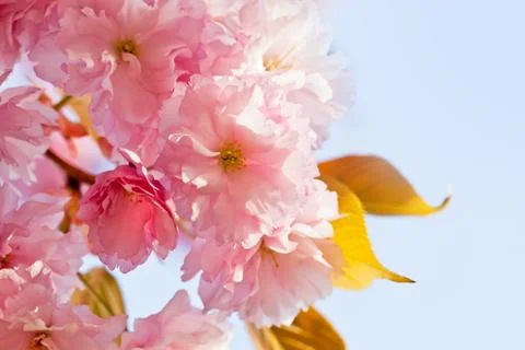Cherry Blossom in Springtime Stock Photos