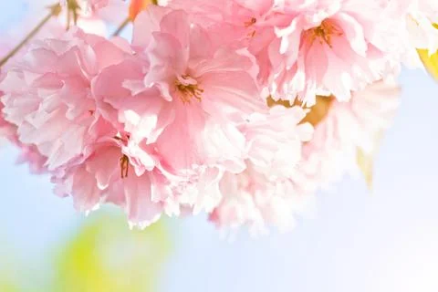 Cherry Blossom in Springtime Stock Photos