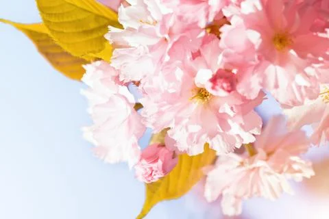 Cherry Blossom in Springtime Stock Photos