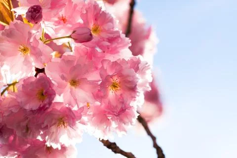 Cherry Blossom in Springtime Stock Photos