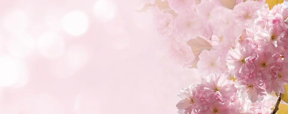 Cherry Blossom in Springtime Stock Photos