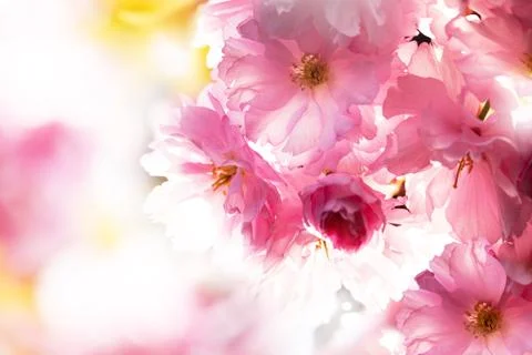 Cherry Blossom in Springtime Stock Photos