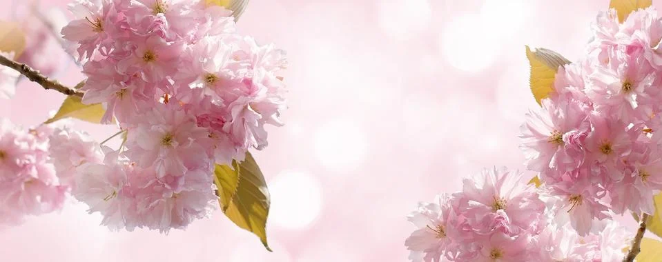 Cherry Blossom in Springtime Stock Photos
