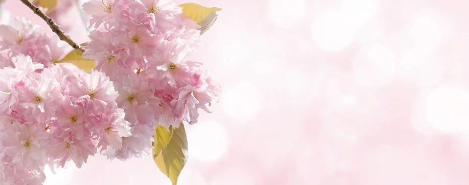 Cherry Blossom in Springtime Stock Photos