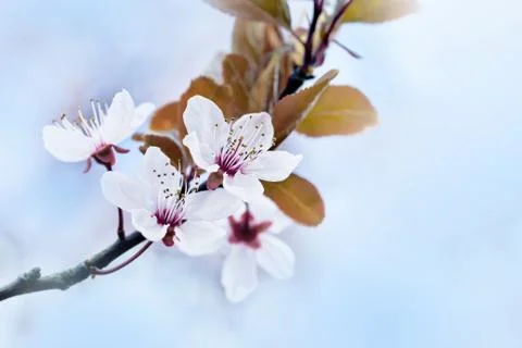 Cherry Blossom in Springtime Stock Photos