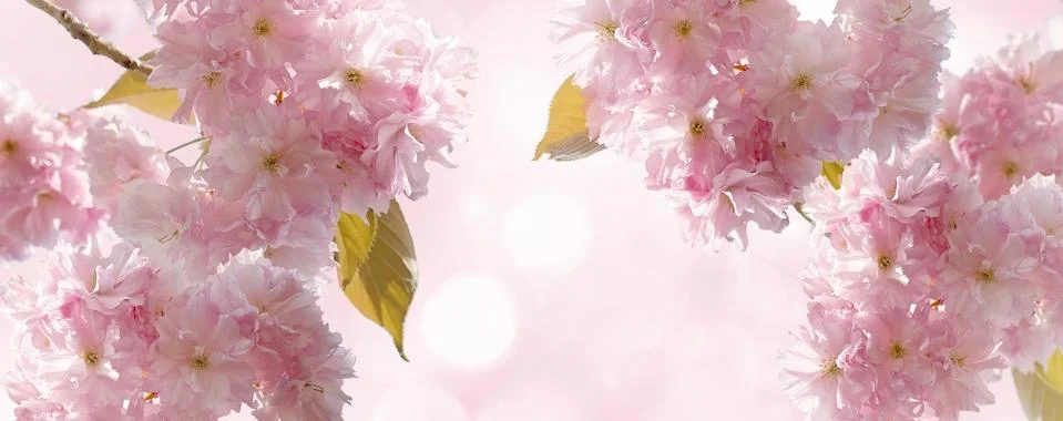 Cherry Blossom in Springtime Stock Photos