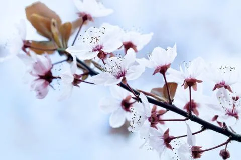 Cherry Blossom in Springtime Stock Photos