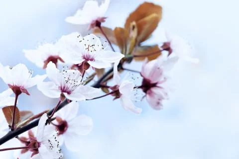 Cherry Blossom in Springtime Stock Photos