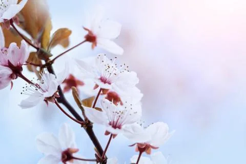 Cherry Blossom in Springtime Stock Photos