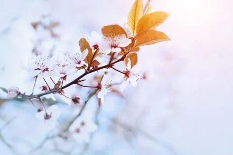 Cherry Blossom in Springtime Stock Photos