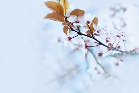 Cherry Blossom in Springtime Stock Photos