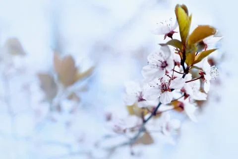 Cherry Blossom in Springtime Stock Photos