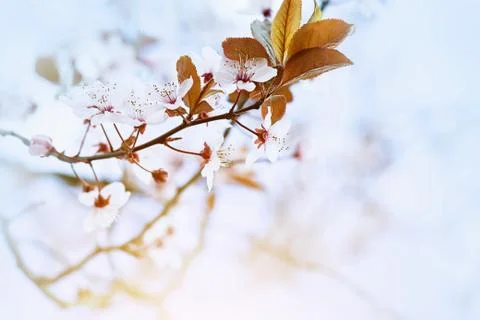 Cherry Blossom in Springtime Stock Photos