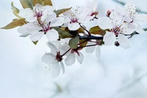 Cherry Blossom in Springtime Stock Photos