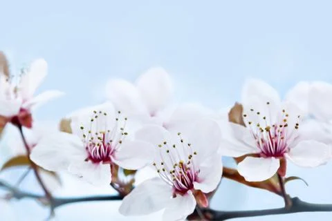 Cherry Blossom in Springtime Stock Photos