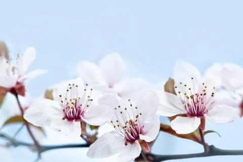 Cherry Blossom in Springtime Stock Photos