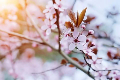 Cherry Blossom in Springtime Stock Photos