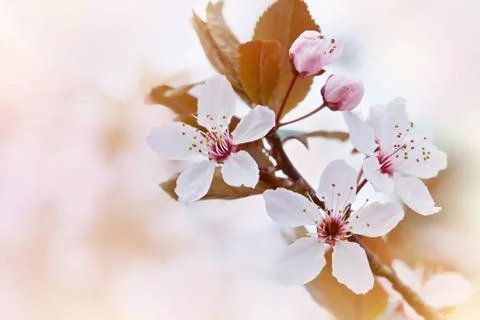 Cherry Blossom in Springtime Stock Photos