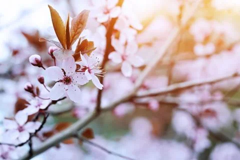 Cherry Blossom in Springtime Stock Photos