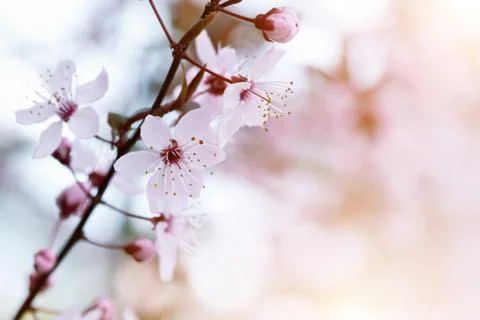 Cherry Blossom in Springtime Stock Photos