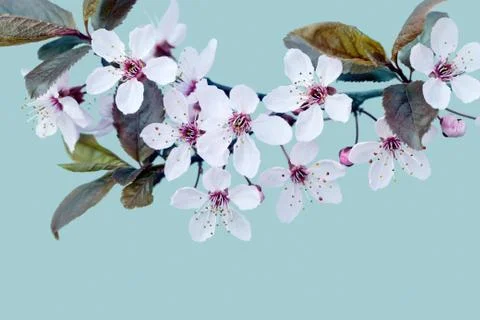 Cherry Blossom in Springtime Stock Photos