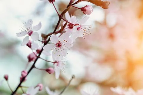 Cherry Blossom in Springtime Stock Photos