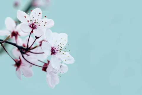Cherry Blossom in Springtime Stock Photos