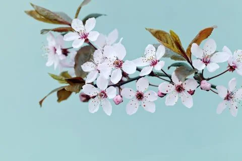 Cherry Blossom in Springtime Stock Photos