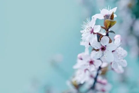 Cherry Blossom in Springtime Stock Photos
