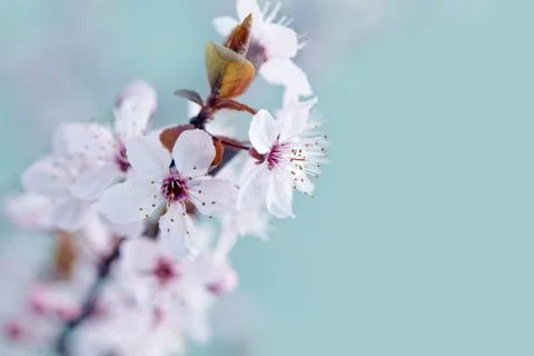 Cherry Blossom in Springtime Stock Photos