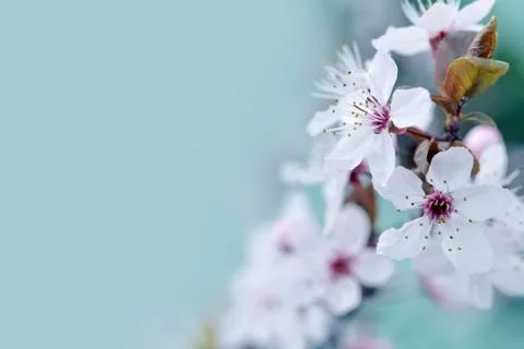 Cherry Blossom in Springtime Stock Photos