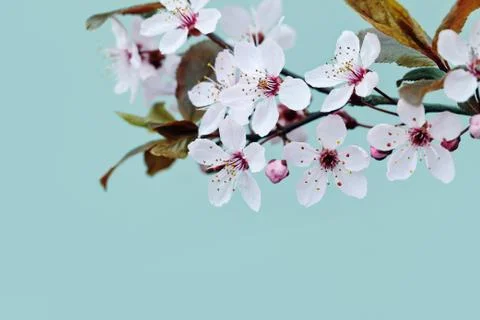 Cherry Blossom in Springtime Stock Photos