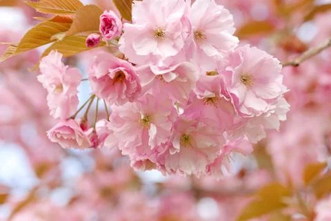 Cherry Blossom in Springtime Stock Photos
