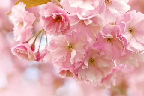 Cherry Blossom in Springtime Stock Photos
