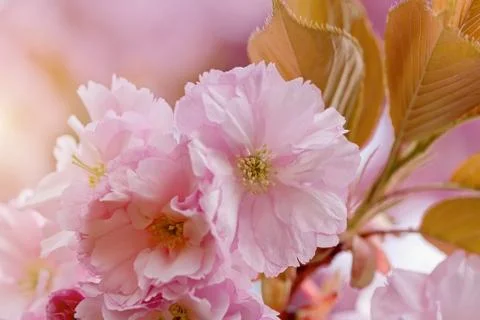 Cherry Blossom in Springtime Stock Photos