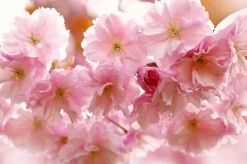 Cherry Blossom in Springtime Stock Photos