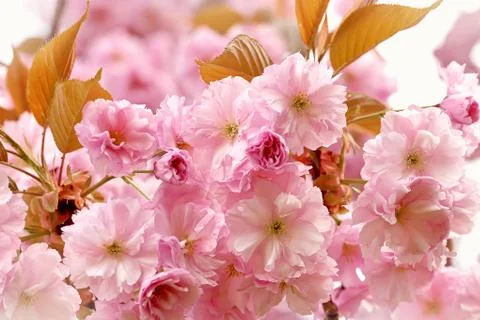 Cherry Blossom in Springtime Stock Photos