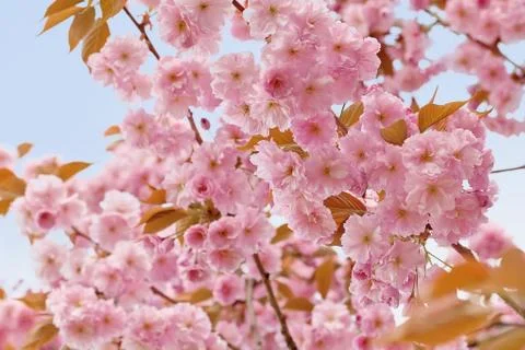 Cherry Blossom in Springtime Stock Photos