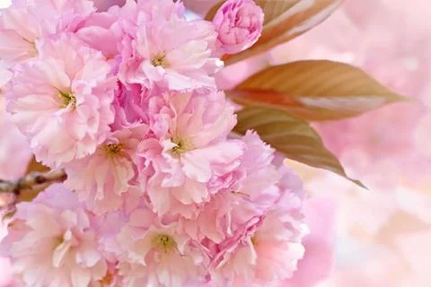 Cherry Blossom in Springtime Stock Photos