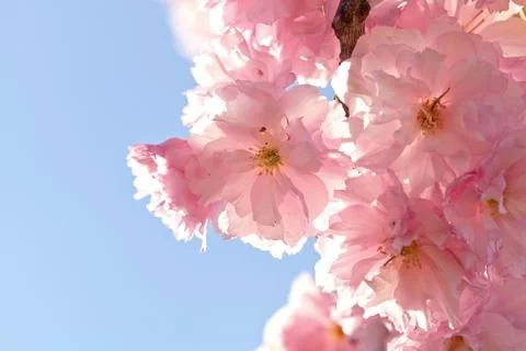 Cherry Blossom in Springtime Stock Photos