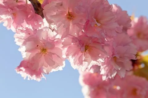 Cherry Blossom in Springtime Stock Photos